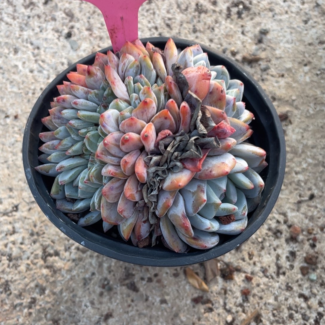 春***我星影多头缀化200号