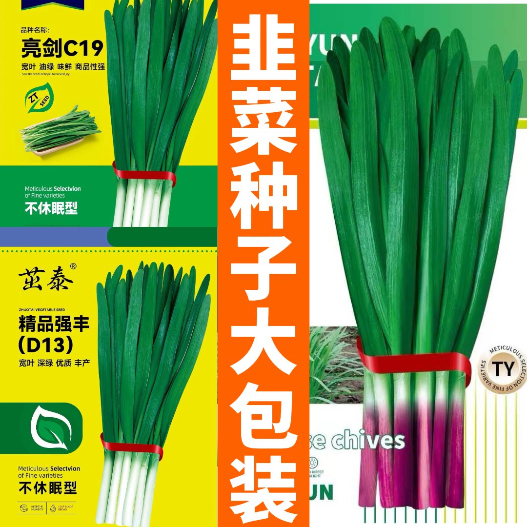 【韭菜种子大包装】宽叶紫根白红根韭菜籽抗病高产耐热耐寒不休眠