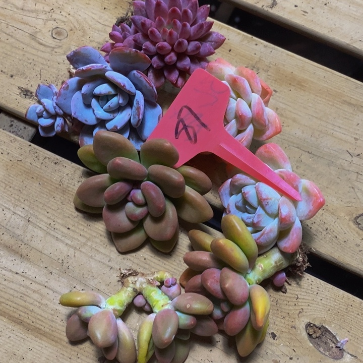 这一系列改革方案还涉及