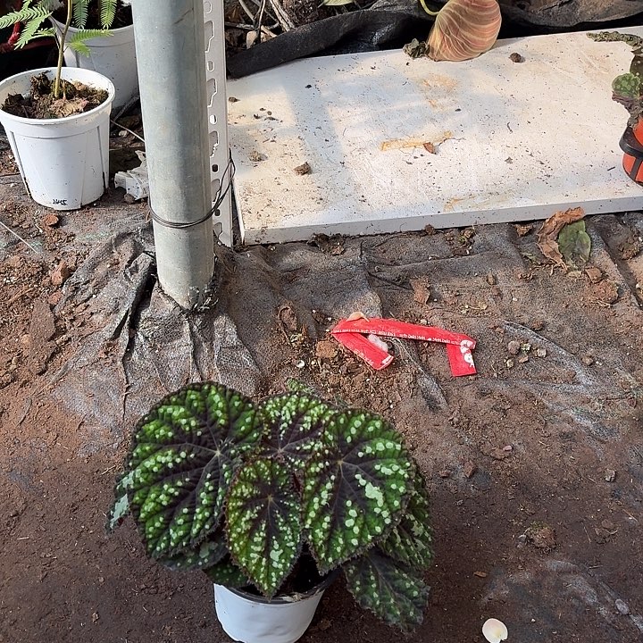 完全开放珠子秋海棠