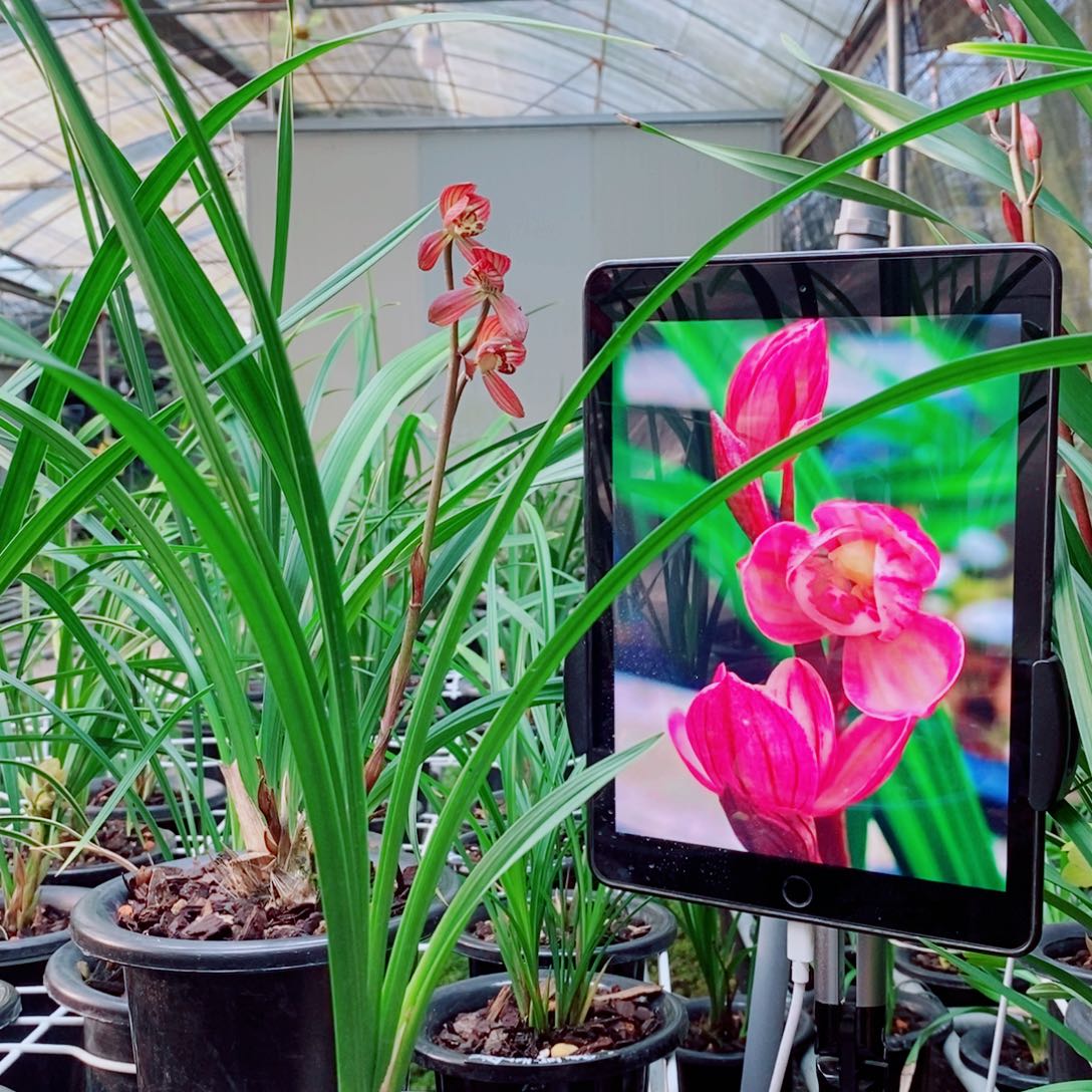 大部分花苞少量开放