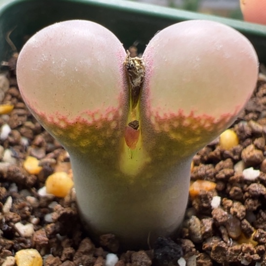 肯哈德干疤福利一颗991。