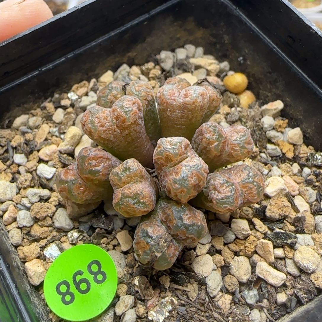 火柴头勋章10头多肉带盆898