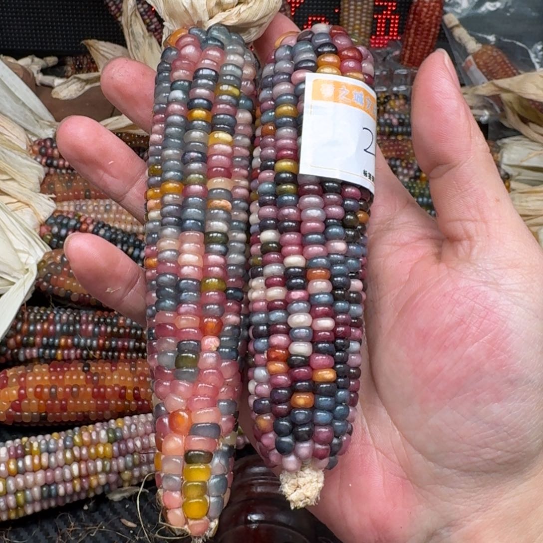 柏香籽/百香籽吊坠蓝*猫