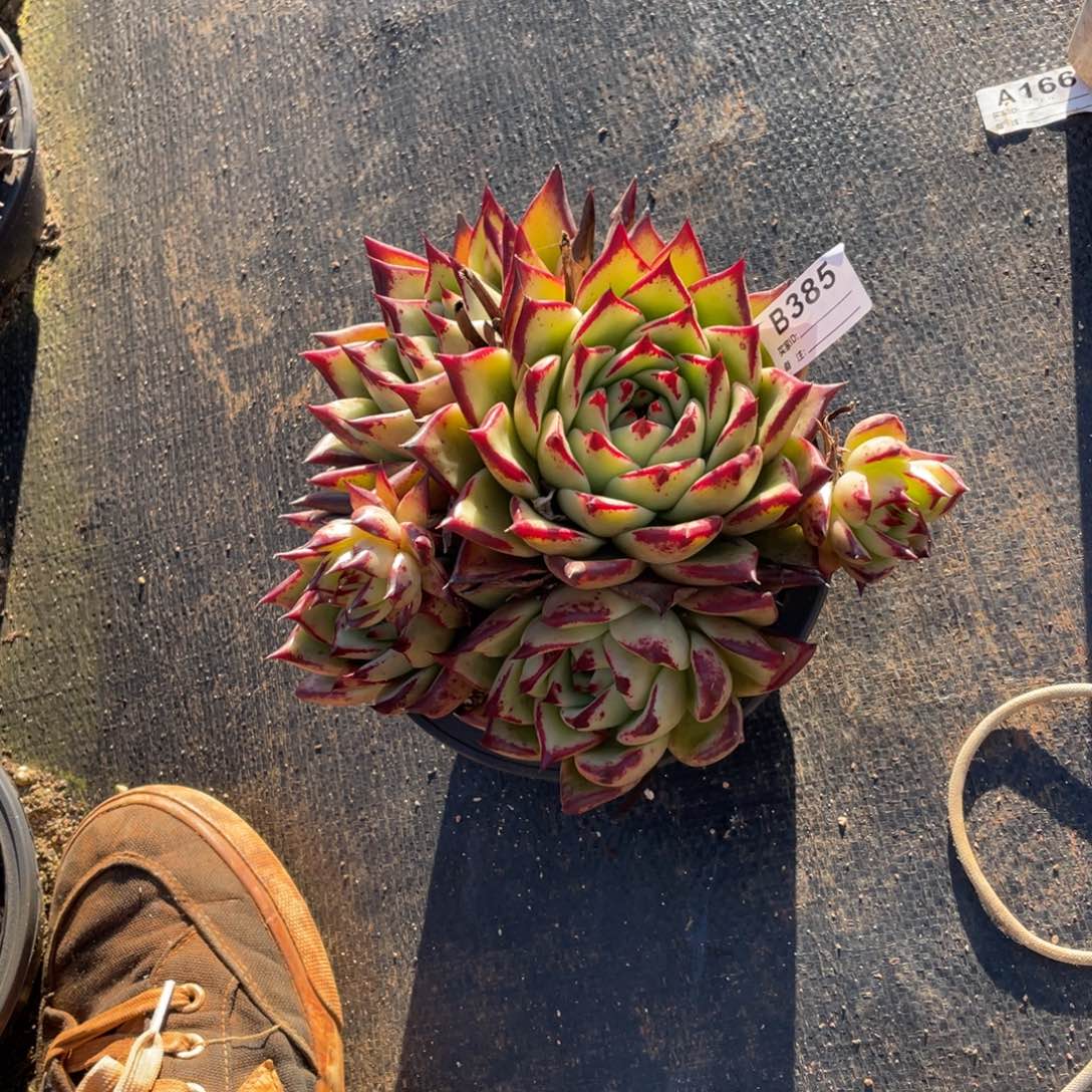 无花朵若如东云单拍B385