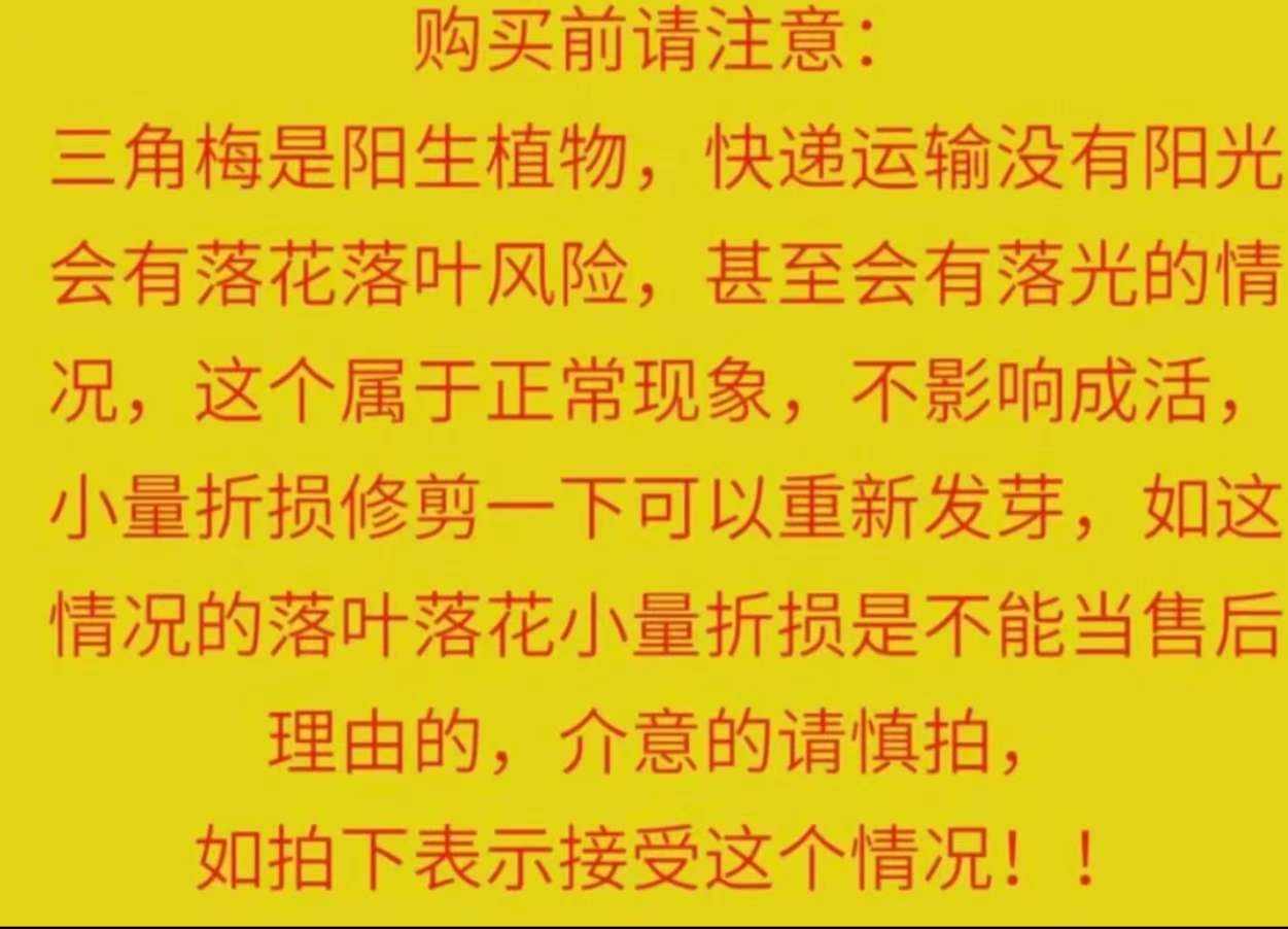 【一物一拍】三角梅落花落叶光杆属于正常情况介意慎拍拍下默认接受