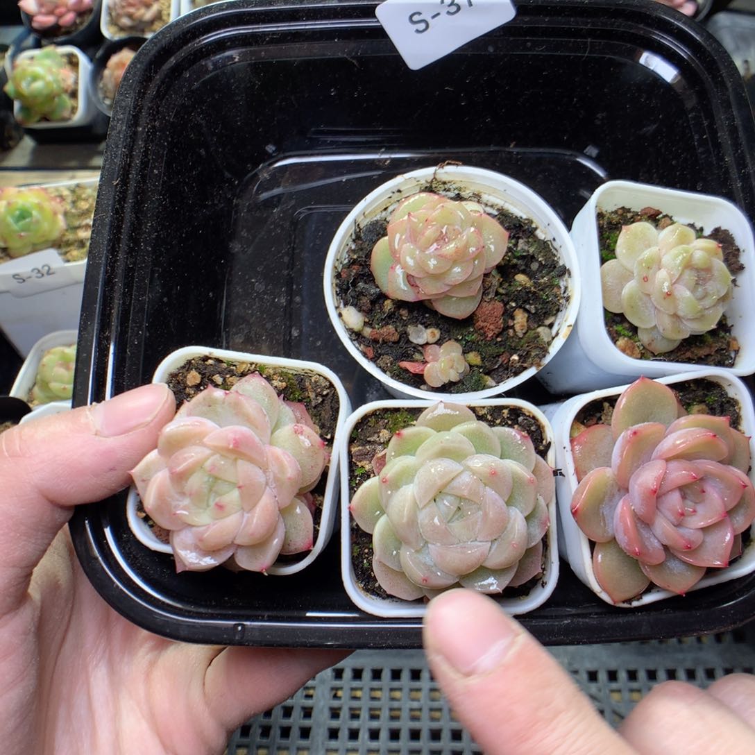 s 37y y y y y y y y y y