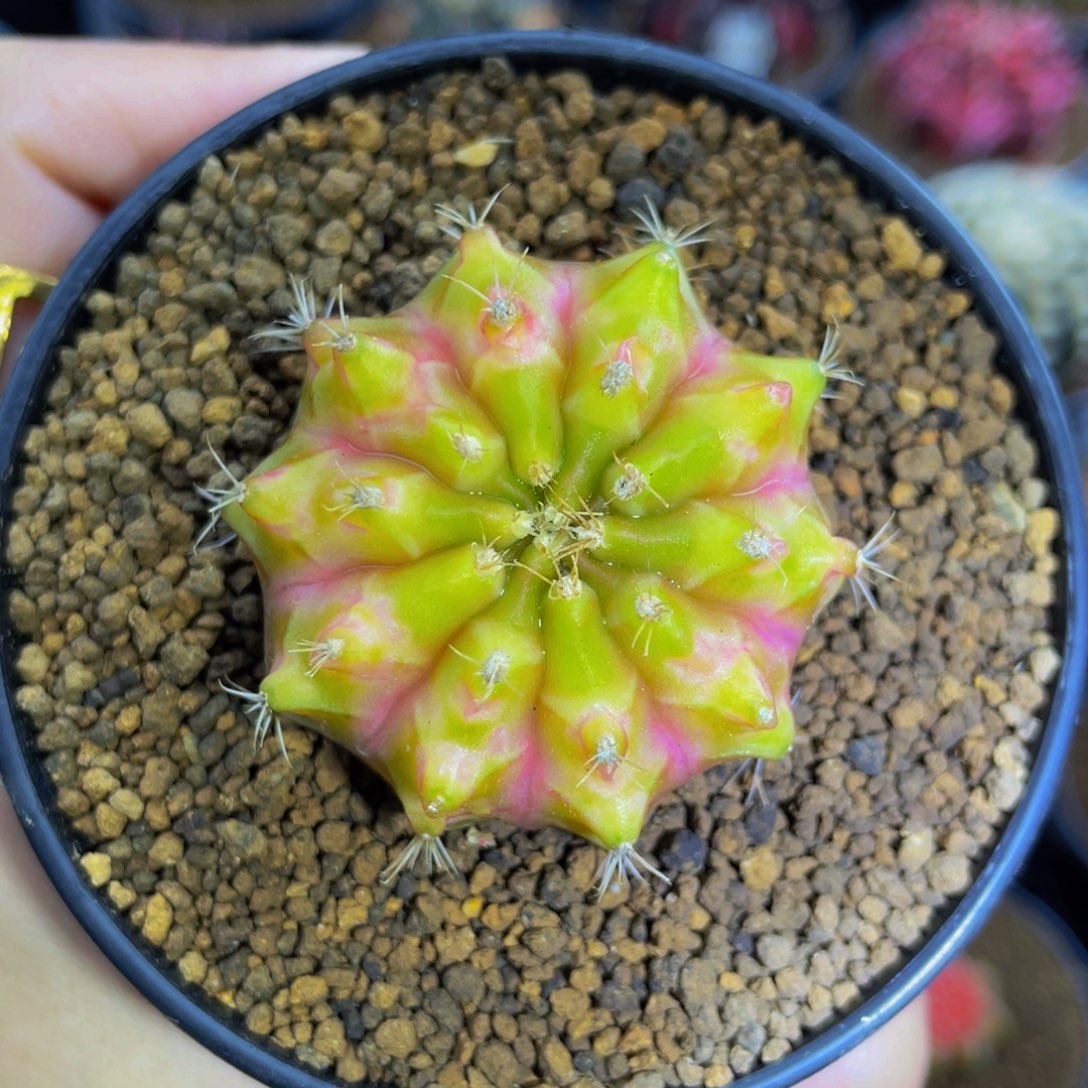 米哈星球0000000000013