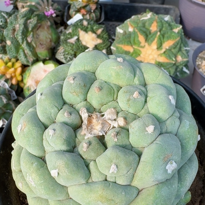 3534自根纯种古田呗