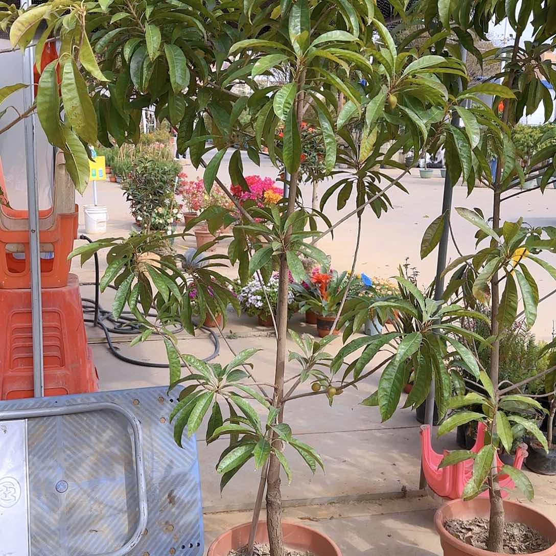 九****哥果树11111111111