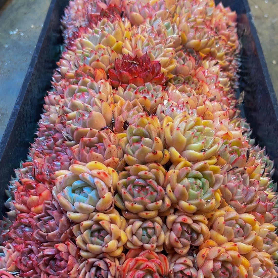 唐***姐222多肉葡萄的味道是真的