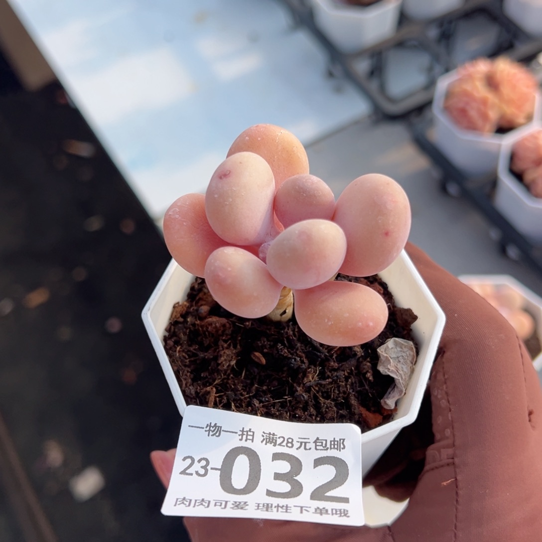 蛋黄奶多肉多肉多肉多肉多肉