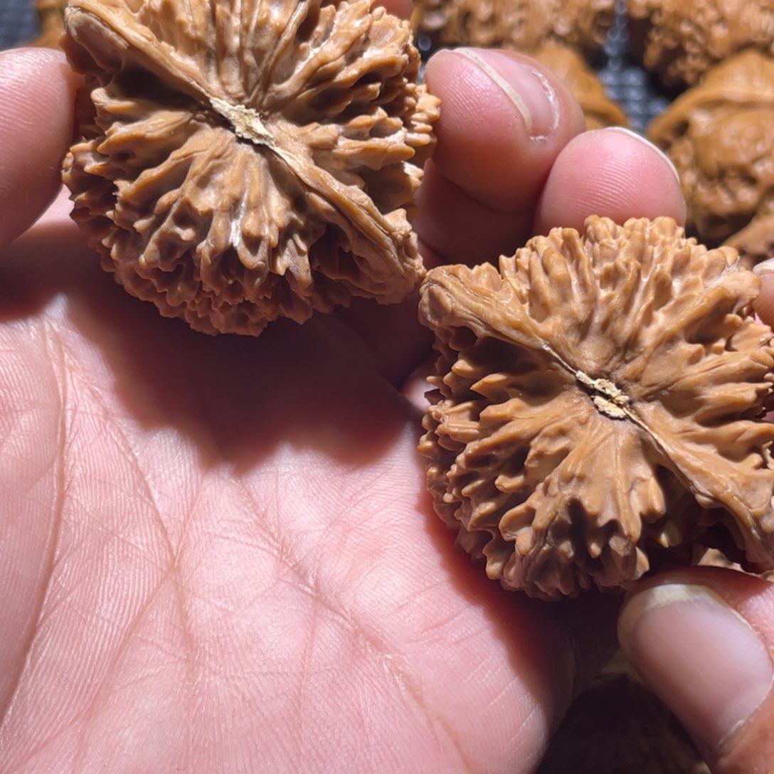 倔***强核桃47满天星狮子头