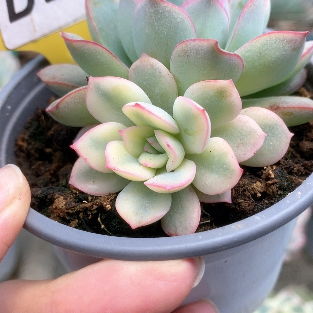 211雨燕座锦锦锦锦锦锦