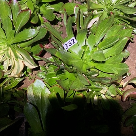 ?*野多肉植物法师332魅影七彩