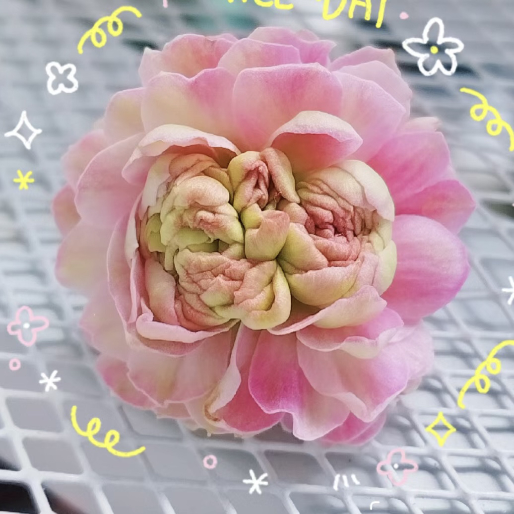 新品闭月110盆超大花长寿花