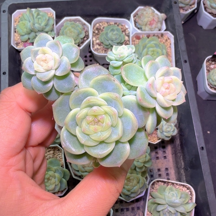 饱***饿Ch1财富开播福利啦