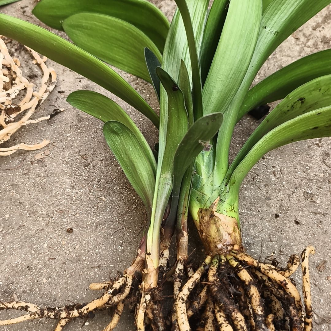 青***w完全开放盲盒苗五棵特惠