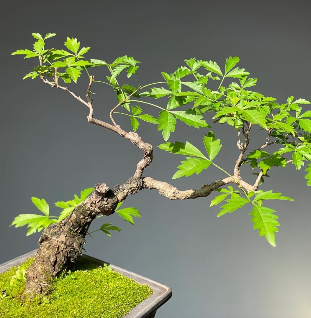 黄荆老桩  一物一拍 掐叶种植 介意慎拍