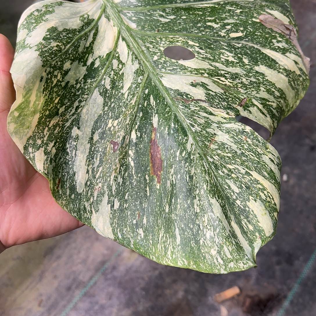 小***九无花朵泰版焦糖一叶一芽D3