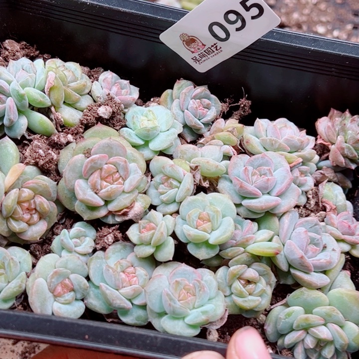 奶***葵多肉植物多肉植物