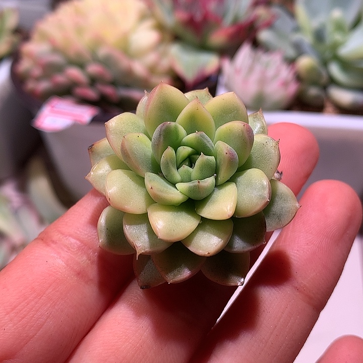 不知名锦腹轮锦锦
