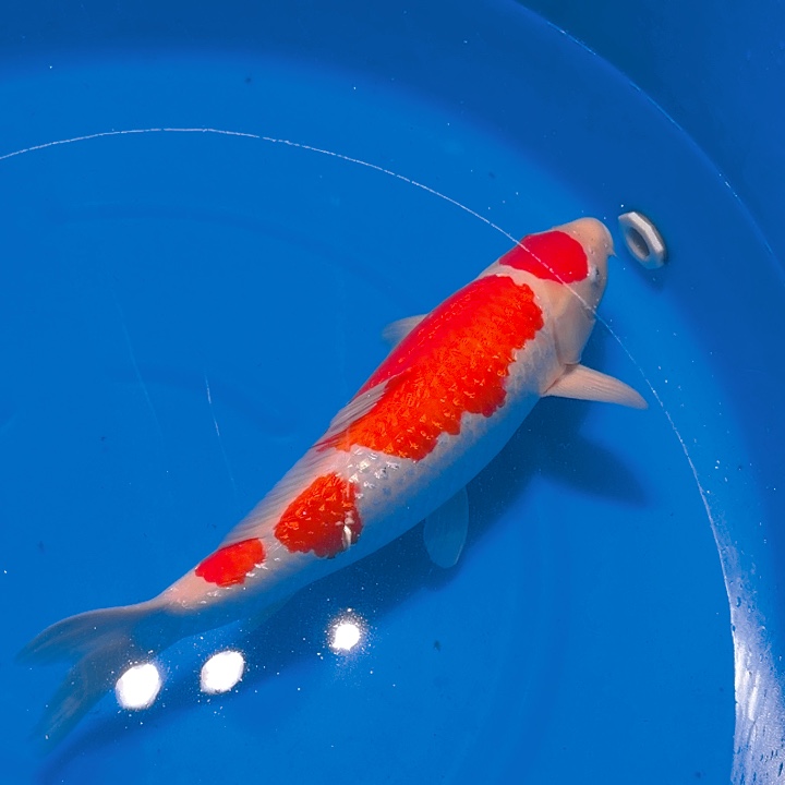 锦鲤红白专拍链接