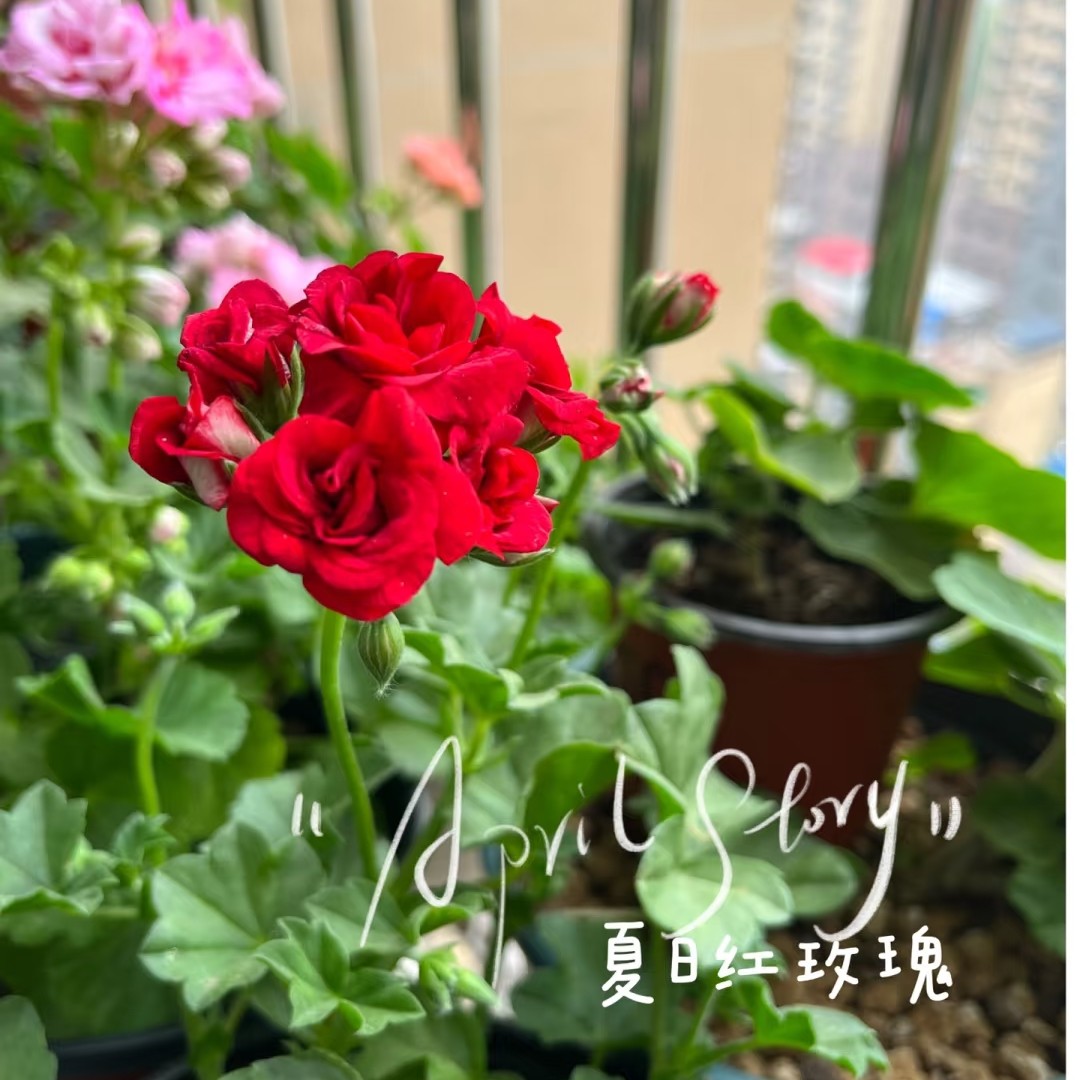 【夏日红玫瑰】垂吊天竺葵（零下拍保温冻坏不售后）