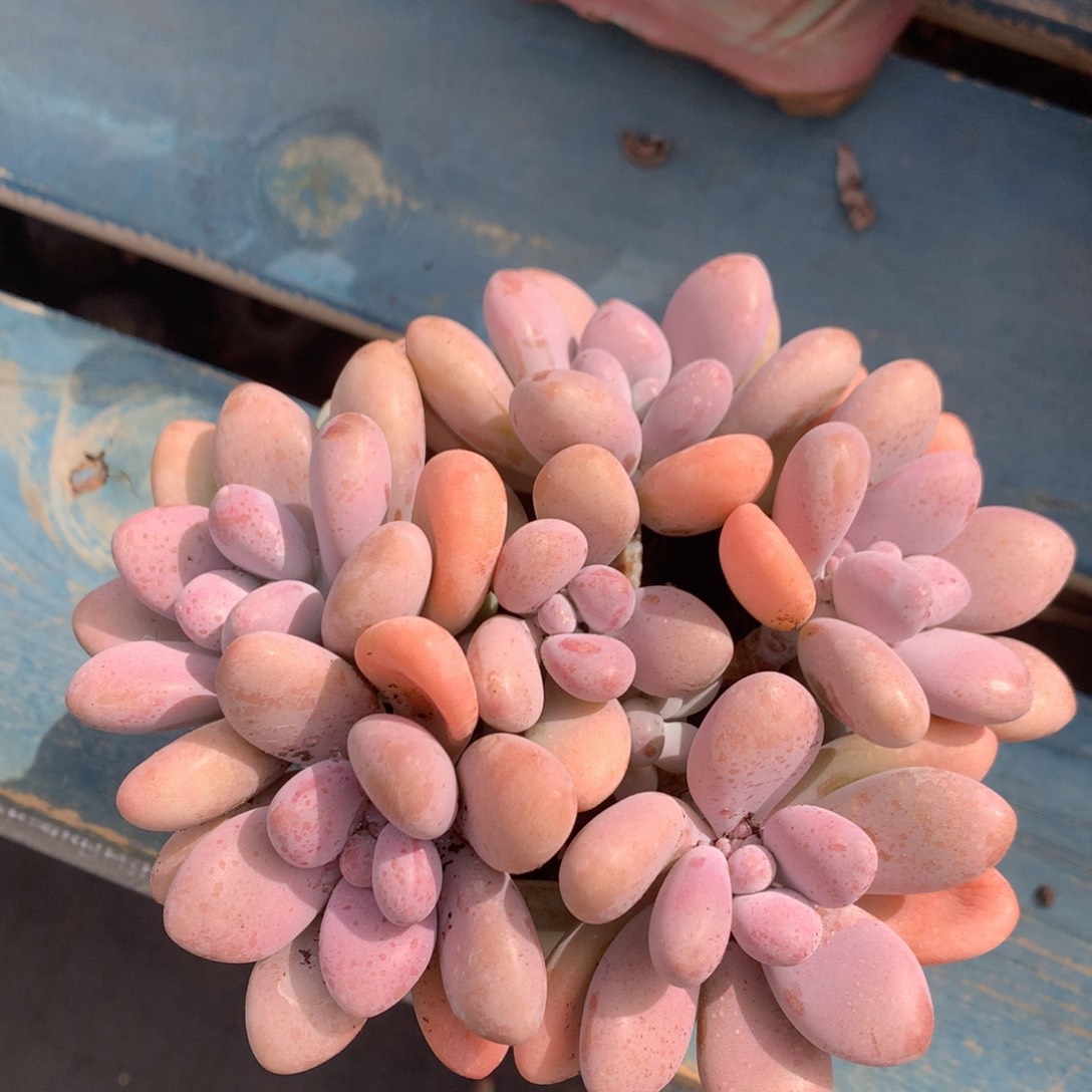 桃蛋矮桩平头捧花开播福利