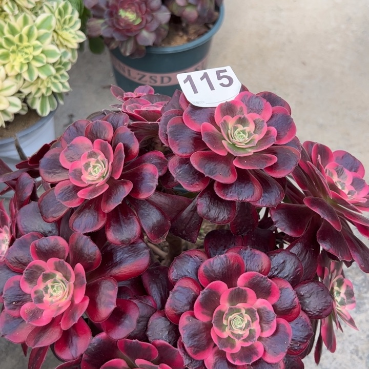 115凤冠28厘米左右