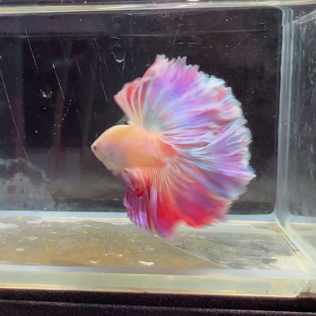 斗鱼浅色特殊尾hhhh