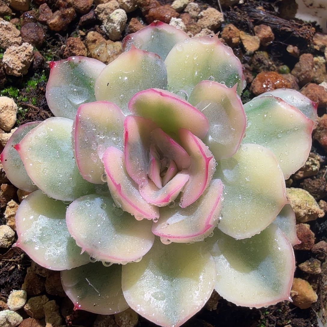 武仙座锦，多肉植物