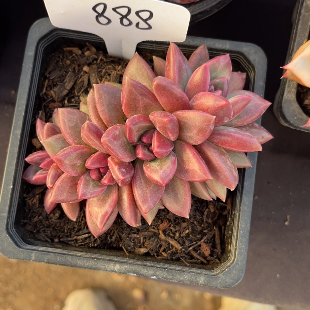 四***夕老阿姨花卉一物一拍888