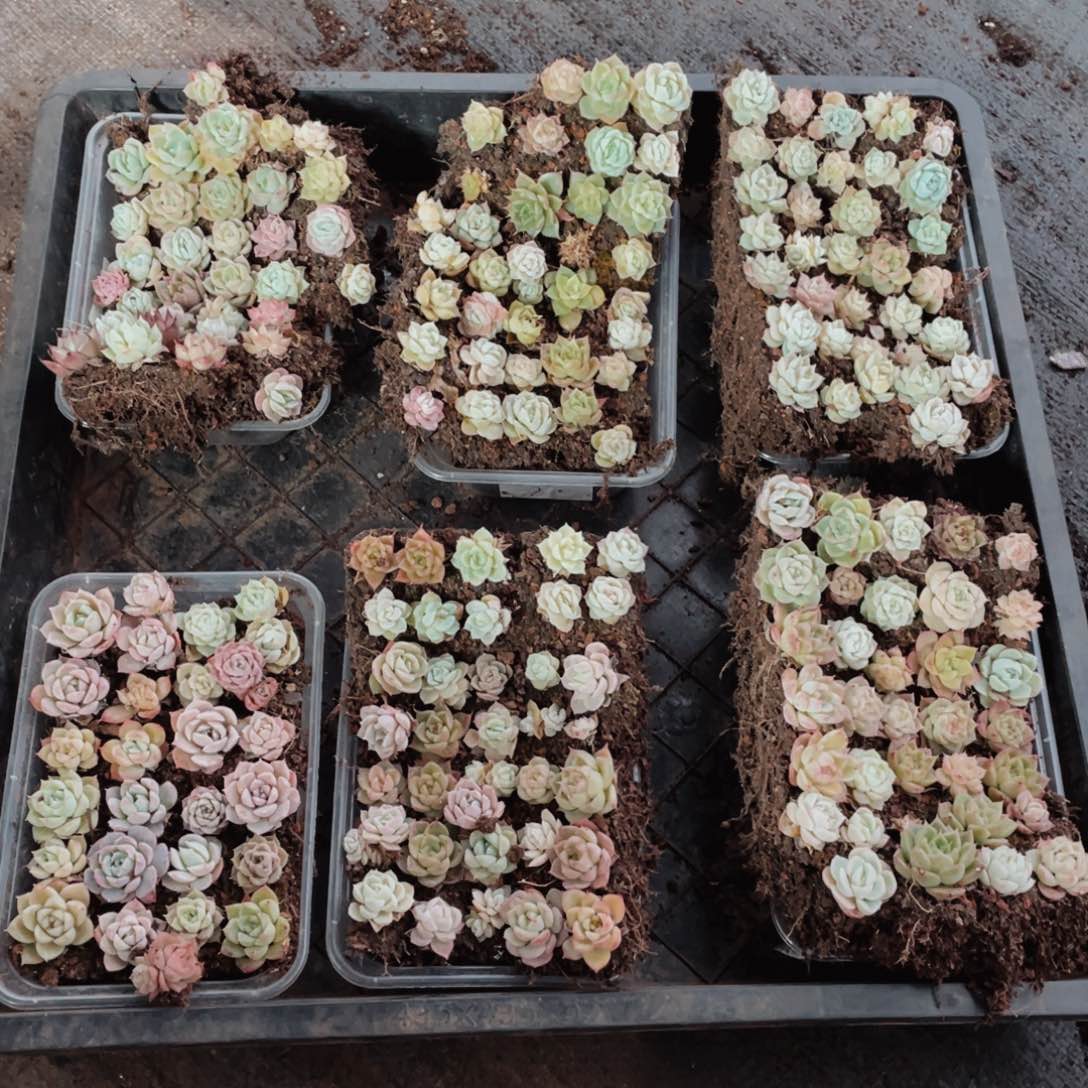 脱模玉紫霞仙子我呢