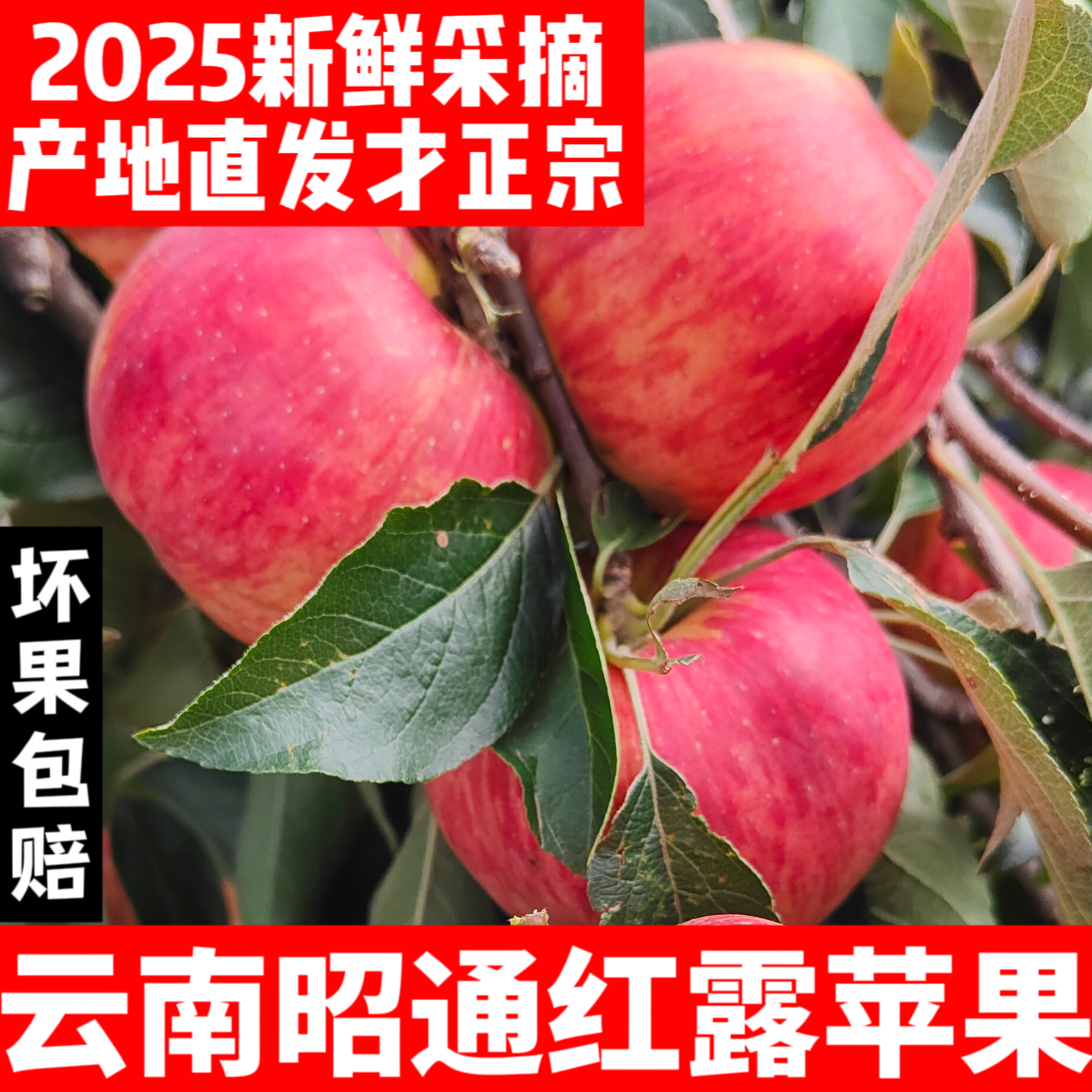 Z云南昭通丑苹果当季新鲜脆甜多汁产地直发包邮