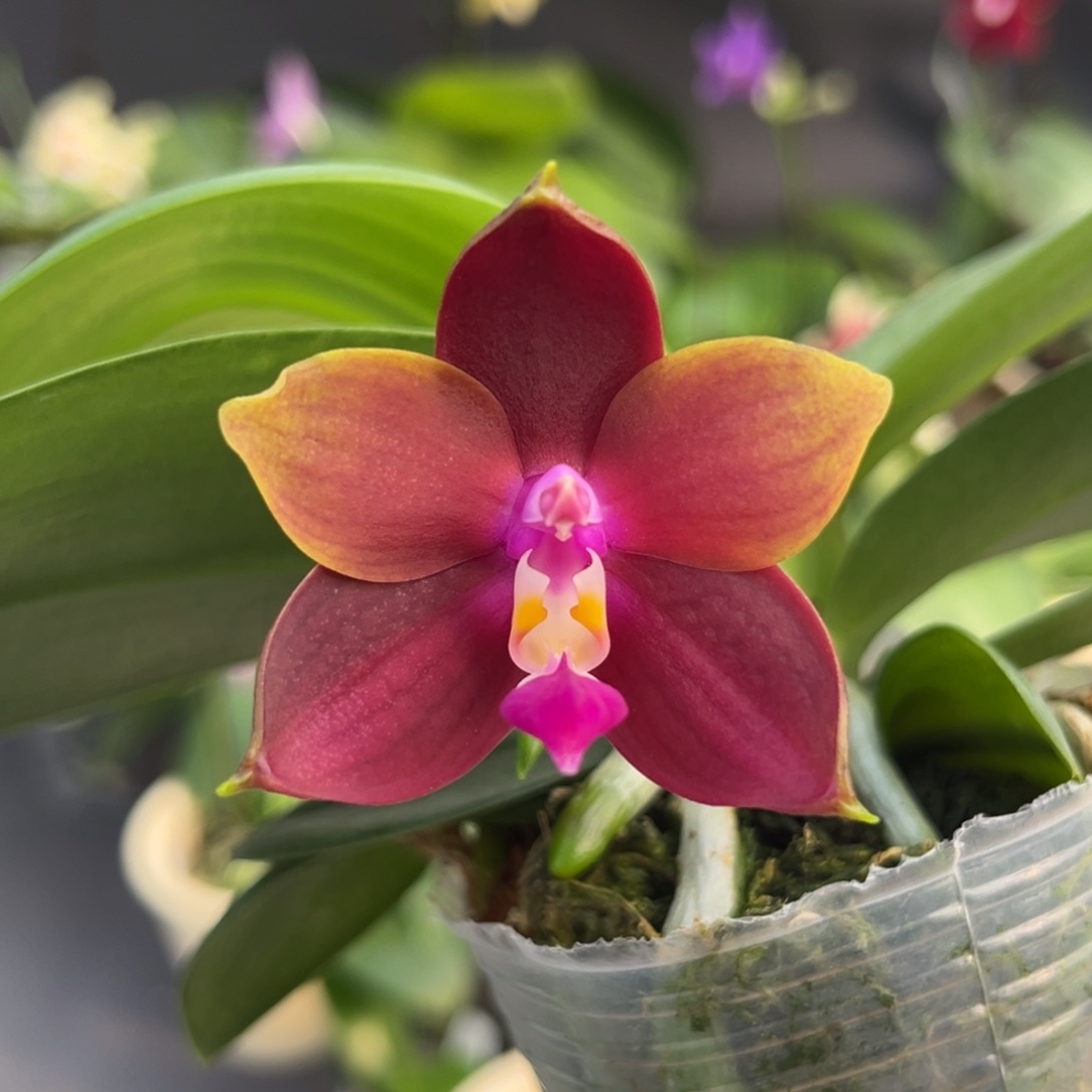 完全开放2.5寸盲盒开花株