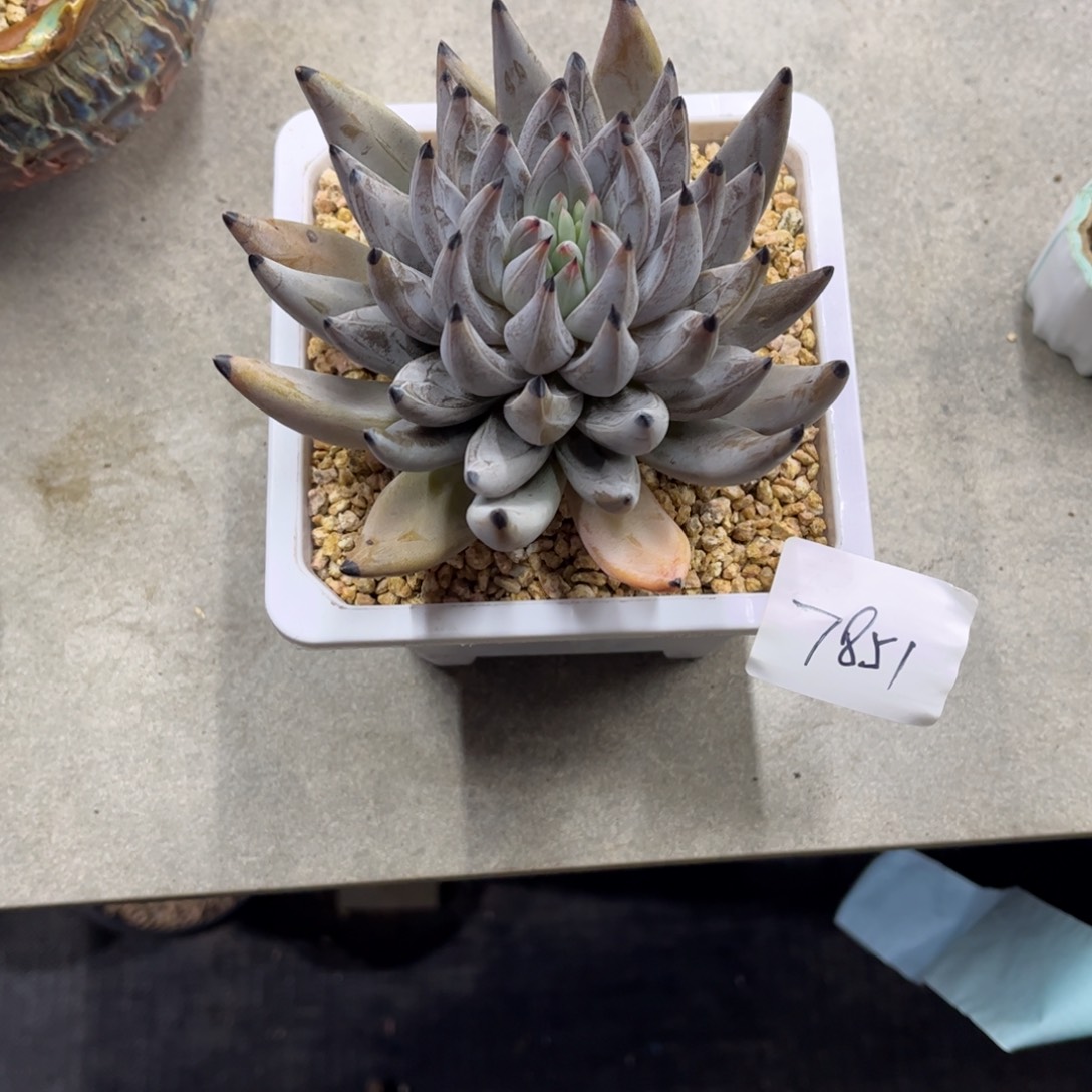 多肉植物魔爪带盆