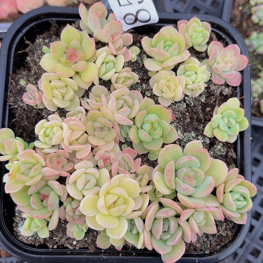 多肉植物多肉植物852