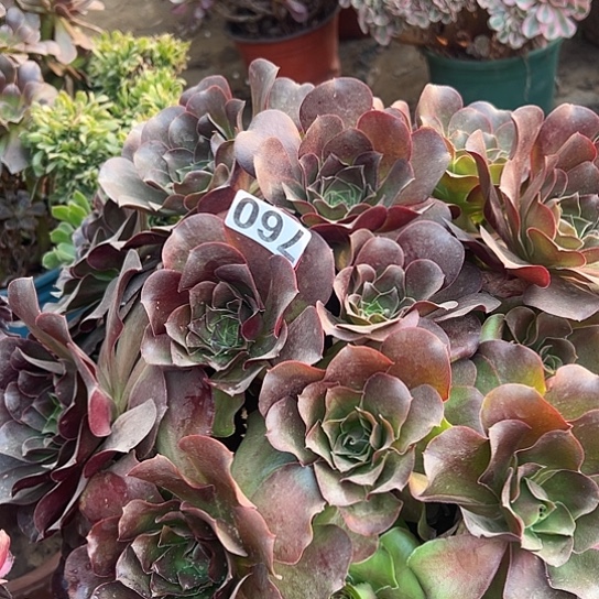 浙***姚多肉植物一个美金760