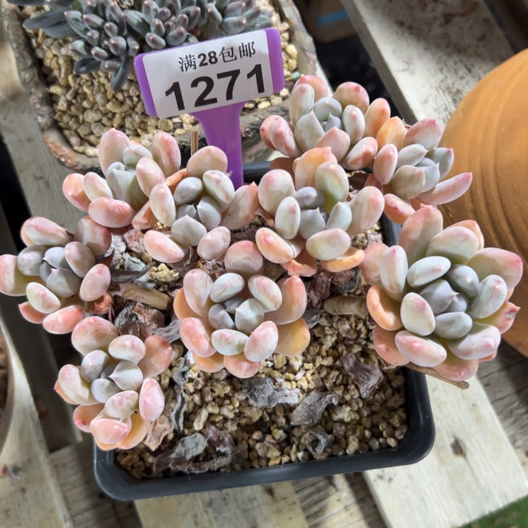 1271胖美人，冠服18