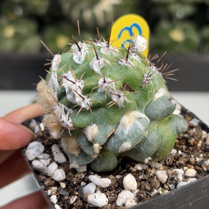 203带盆土发货 仙人球