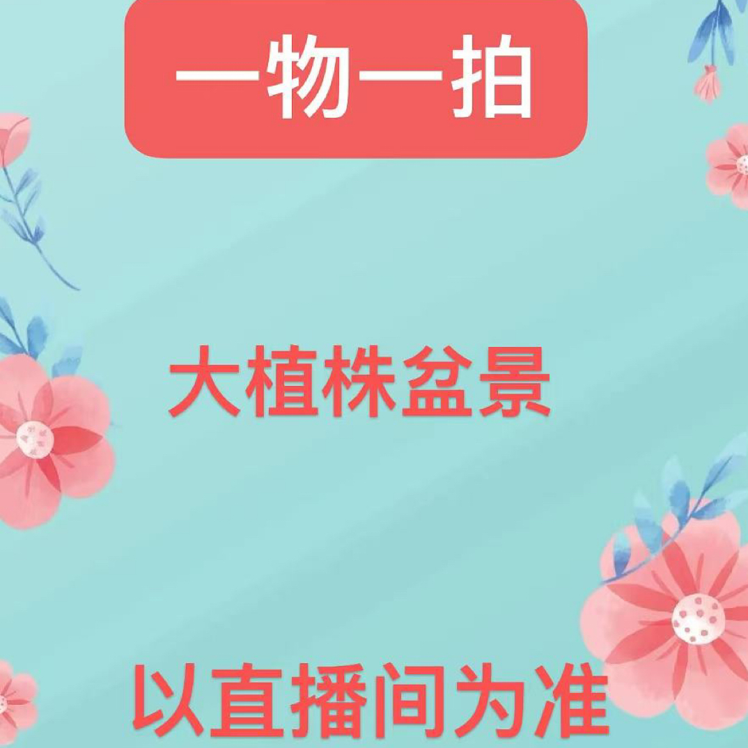 【陶瓷盆】三角梅一物一拍以直播为准