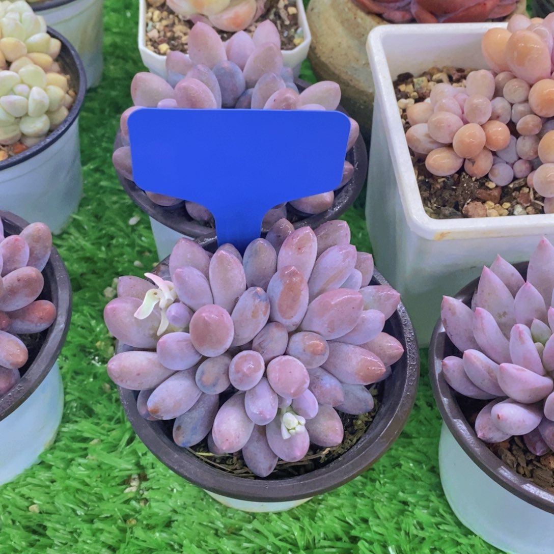 B***o开心多肉植物多肉