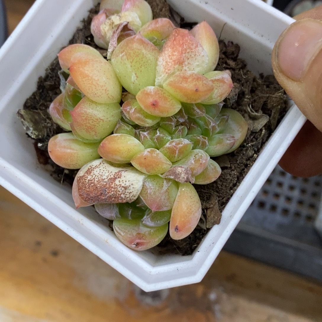精品多肉一一物一拍不包整276