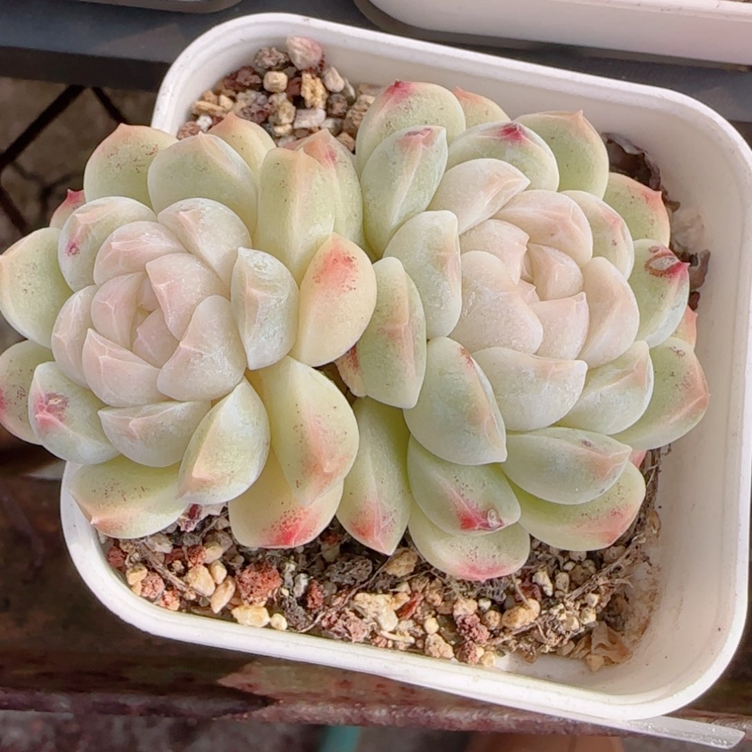 何***包花语多肉1226-169溏心