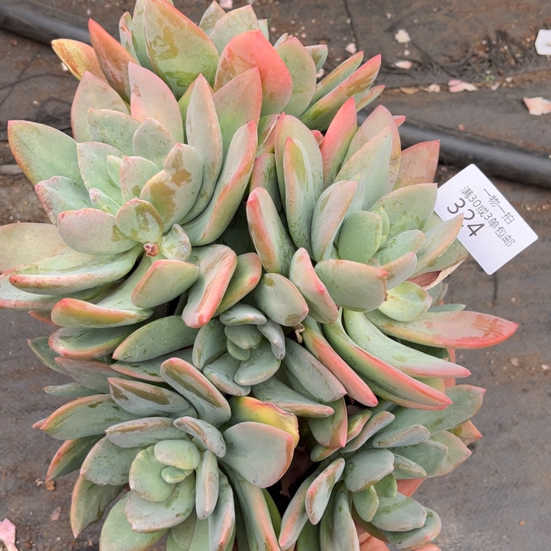 324芒果美人多肉植物……