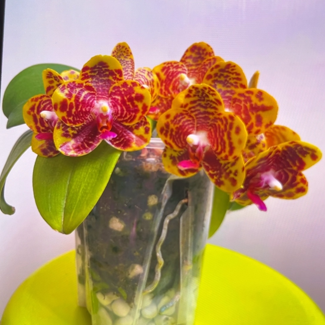 无花朵5寸樱桃皇后苗