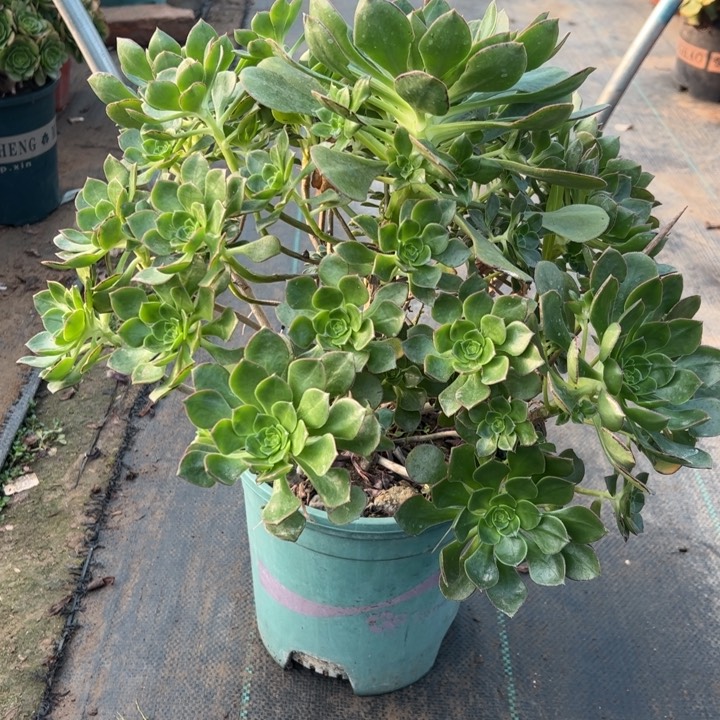 31青衣多肉多肉多肉多肉