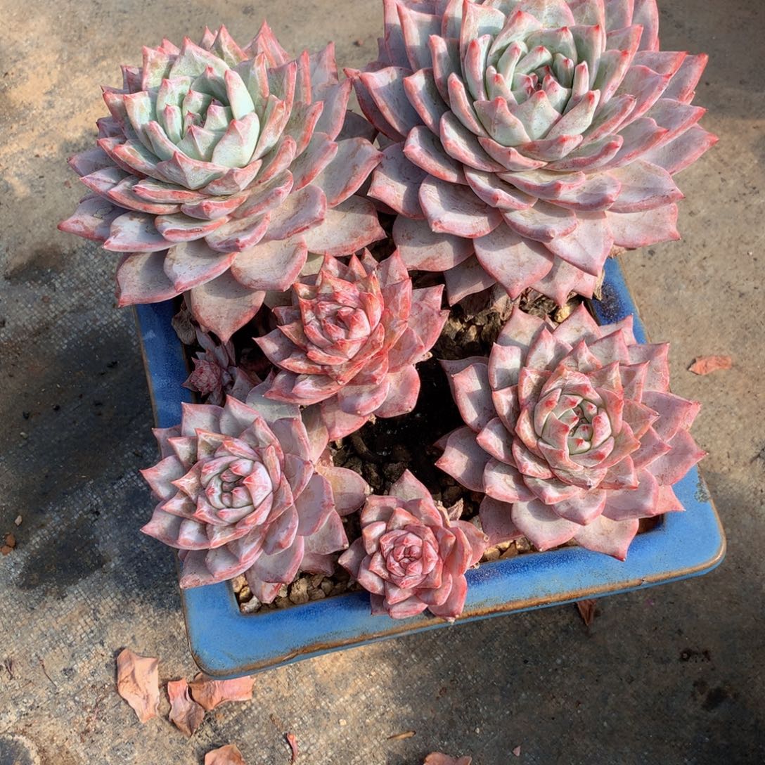 刘***a友家多肉一物一拍