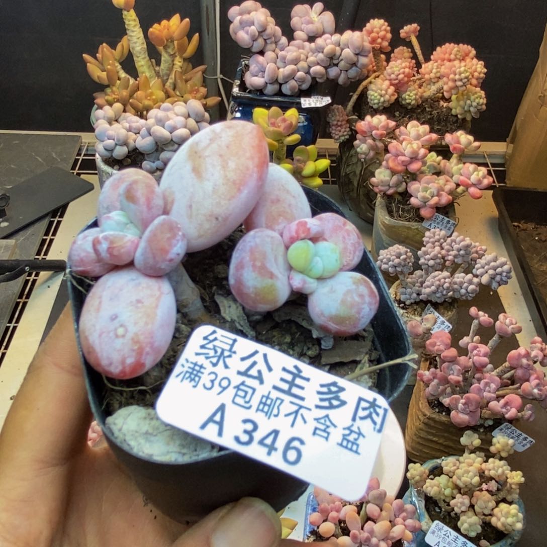 346雪美人多肉4cm